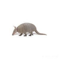 Armadillo